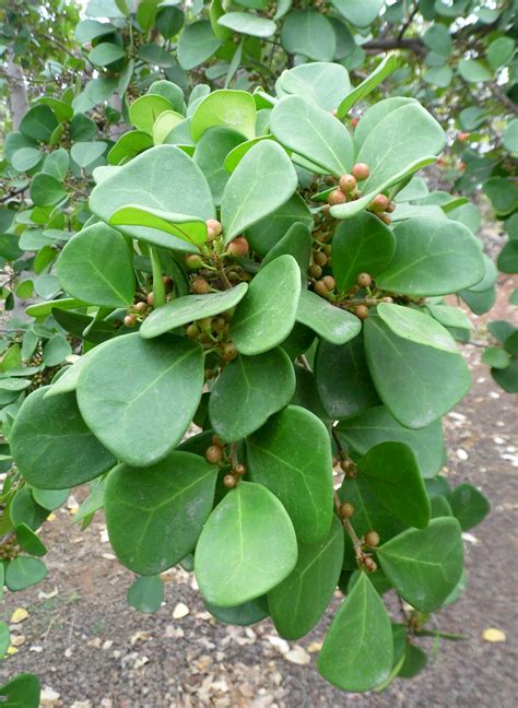 Ficus deltoidea - UF/IFAS Assessment - University of Florida, Institute ...