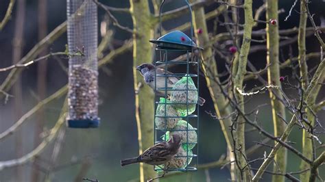 Jardin Faut Il Nourrir Les Oiseaux En Hiver Nourrir Les Oiseaux