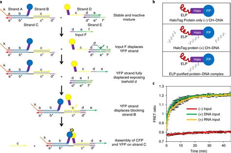 Strand Displacement Based Protein Dna Device A One Input Protein Dna Download Scientific