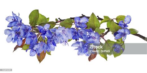 Blue Apple Tree Floral Branch Stock Photo - Download Image Now - Apple ...