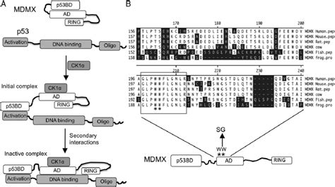 MDMX Acidic Domain Regulates MDMX And P53 Through Intra And