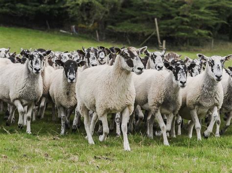 Caseous Lymphadenitis In Sheep Synergy Farm Health