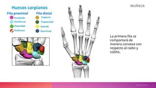 Biomecanica De Mano Y Mu Eca Medicina Pptx