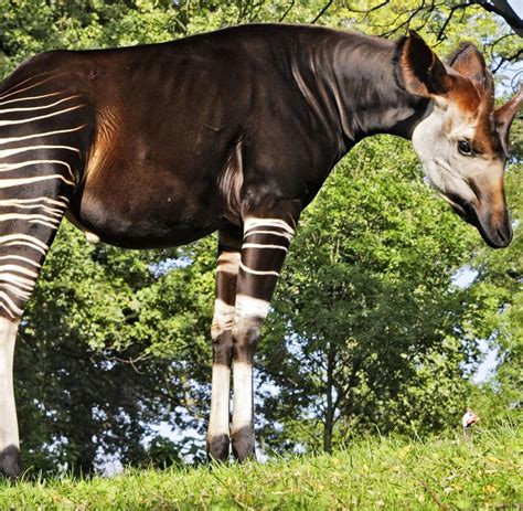 Zippert Zappt Das Okapi Ist Die Fdp Der Tierwelt Welt