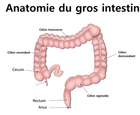 C Lon D Finition Anatomie Sch Ma Quel Est Son R Le