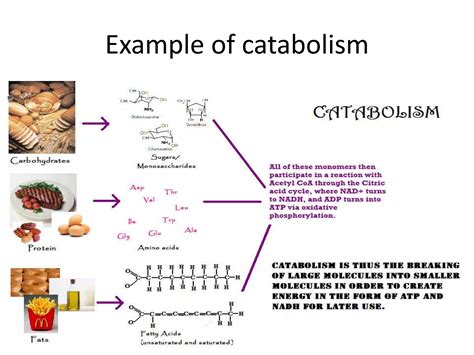 Metabolism Anabolism Catabolism Made Easy And Simple Ppt