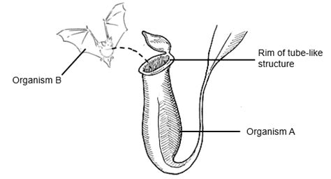 Plant Adaptation in Action: The Fascinating World of Carnivorous Plants ...