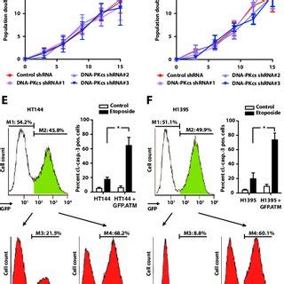 Genetic Validation Of The Synthetic Lethal Interaction Between Atm And