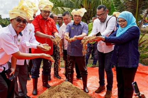 Lebih Banyak Sawah Padi Skala Besar Ala Sekinchan Kosmo Digital