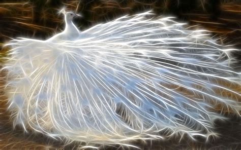 White Peacock Wallpapers Wallpaper Cave