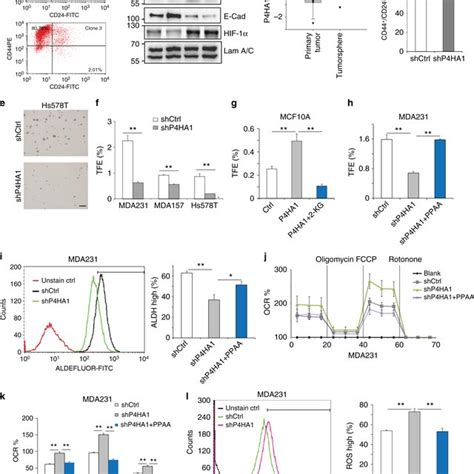 P Ha Regulates Cancer Cell Stemness Through The Hif Pathway A B