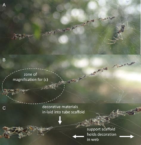 Progressive Magnifications A C Of Web Decoration Of Trichonephila