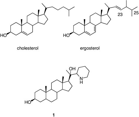 Ergosterol Function