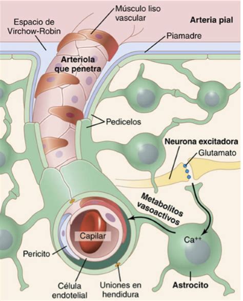 Flujo sanguíneo cerebral líquido cefalorraquídeo y metabolismo