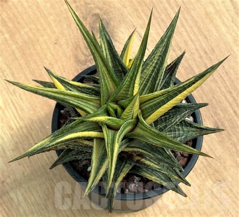 SHPR10597 Haworthia limifolia hybrid f. variegata – Cactus-online 
