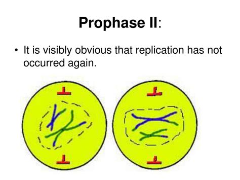 Ppt Cell Division Powerpoint Presentation Free Download Id6851703