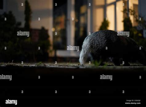 Close Up Of Wild Uk Badgers Meles Meles Feeding On The Patio Of An