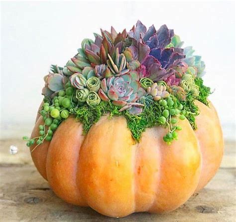 Faux Pumpkin Trimmed With Living Succulents Autumn Thanksgiving