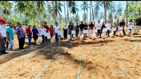 Kementan Genjot Produksi Jagung Di Kebun Kelapa Lajurpertanian