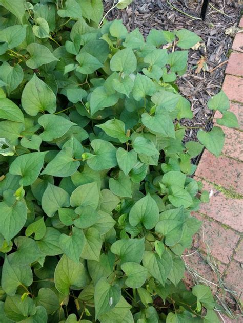 Shade tolerant ground cover in Virginia.