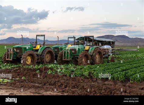 Agriculture In Yuma Az Stock Photo Alamy