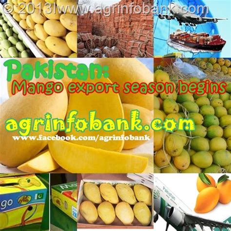 Pakistan: Mango export season begins | Agriculture Information Bank