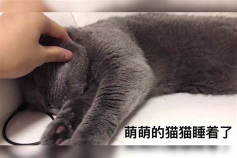 猫猫睡得很熟，主人趁机摸摸它蹭蹭它都没关系 主人 猫猫 关系