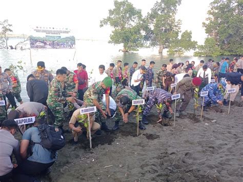 Jajaran TNI Sulbar Tanam 5000 Pohon Mangrove Di Mamuju Expresi Co