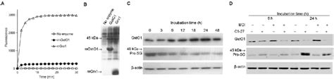 Protein Deglutathionylation By GstO1 A Fluorescence Of Free E GSH