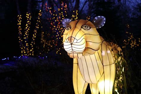 5 Reasons Why the Cincinnati Zoo Festival of Lights is the Perfect ...