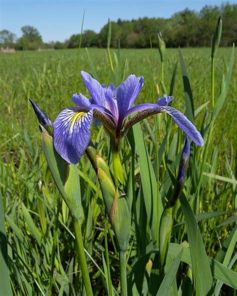 Blue Flag Iris Iris Virginica Shrevei