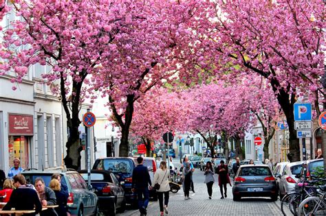 Cherry Blossom Heerstrasse, Bonn, Germany