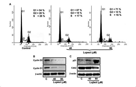 Effect Of Lupeol On Dna Cell Cycle Analysis And On The Expression Of