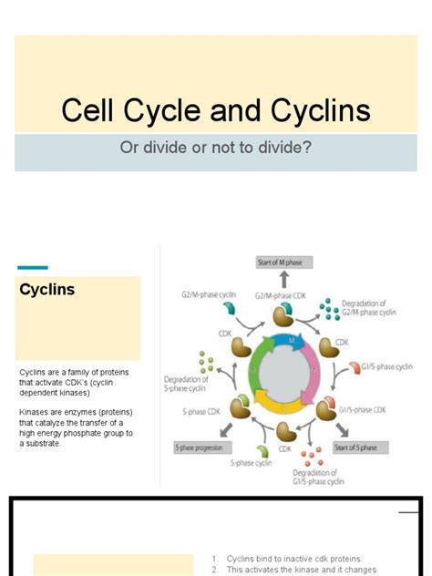 Cell Cycle And Cyclins 3 Pdf