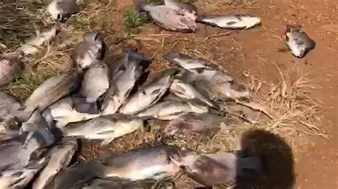 Por Que Os Peixes Morrem Mais No Calor Especialista Aponta Fatores De