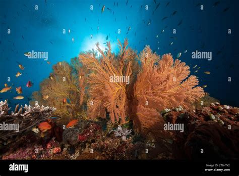 colored coral reef raja ampat west papua indonesia stock photo alamy