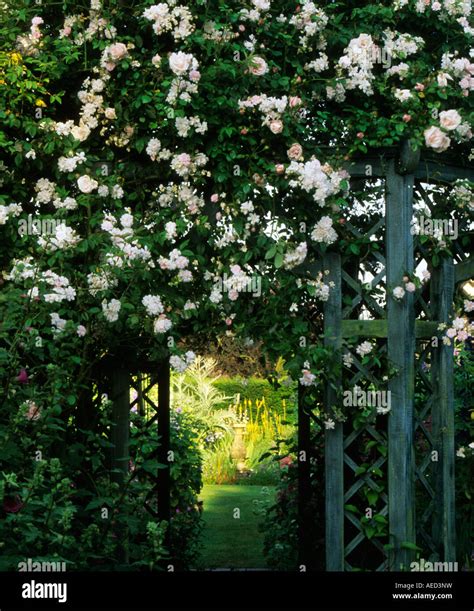 Wollerton Old Hall Shropshire Climbing Rose Rosa New Dawn On Pergola