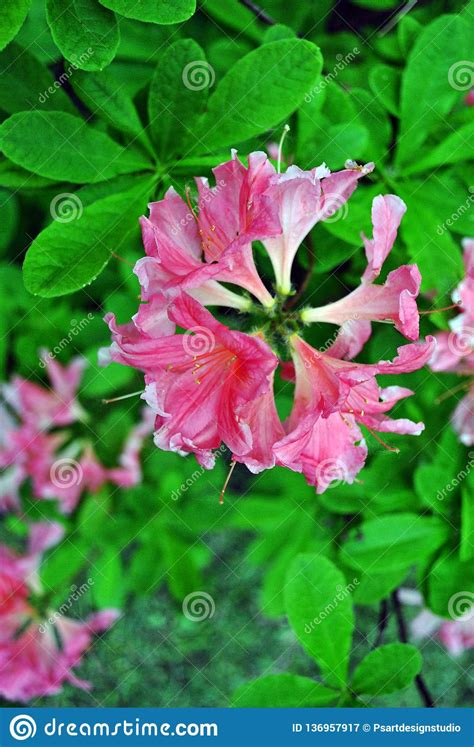 Flores Cor De Rosa Do Rododendro Fundo Obscuro Verde Macio Das Folhas