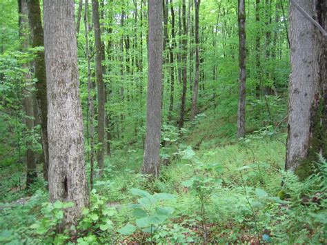 Maple Basswood Rich Mesic Forest Guide New York Natural Heritage Program