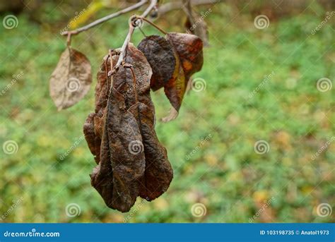 Las Hojas Mojadas De Brown En Una Rama De árbol En Un Otoño Cultivan Un