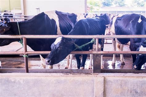 Imagen De Vacas Comiendo En El Establo Foto Premium