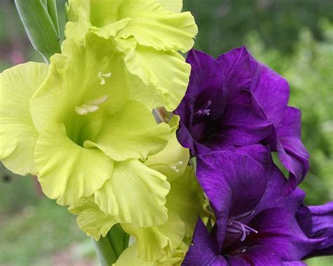 Gladiolus Green Star And Black Jack