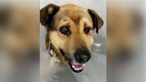 La Sonrisa De Nicolás El Perro Abandonado En La Basura Tras Una Paliza