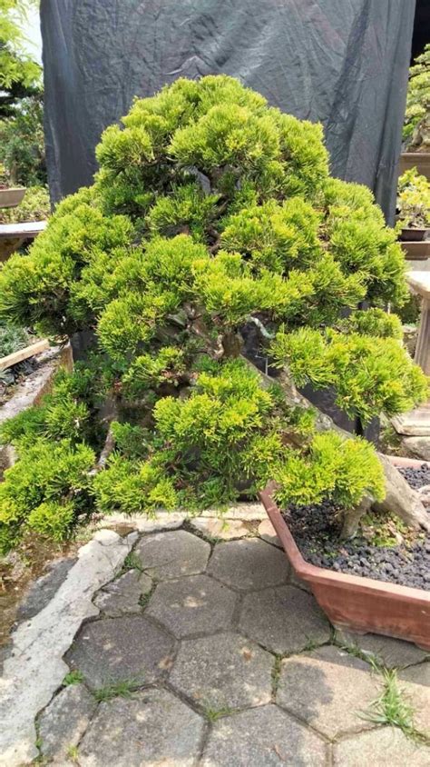 Bonsai Juniperus Chinensis Var Sargentii Furniture Home