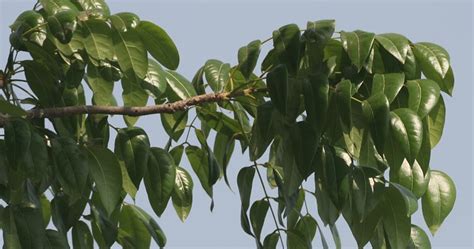 Meet A Tree: The West Indian Mahogany - Swietenia mahagoni