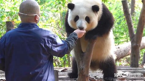 熊猫花花：一个自在的“普通人”，却成为了顶流网红 知乎