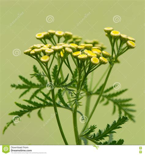 Tansy (Tanacetum Vulgare) Plant in Flower Stock Image - Image of erect, wildlife: 76363931