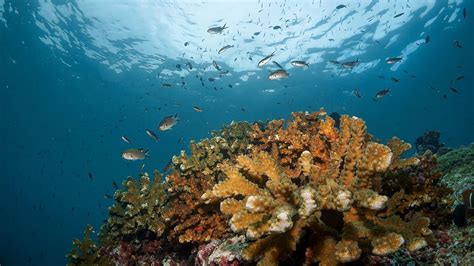 Arrecife de coral donde domina el coral Pocillopora aquí con una nube