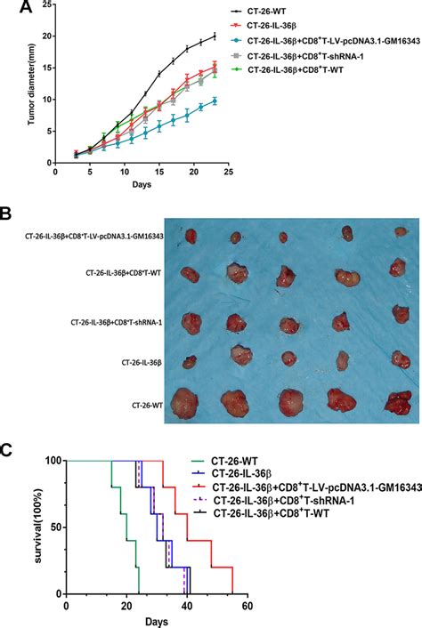 A Tumor Diameter After Overexpression Or Knockdown Of Gm The