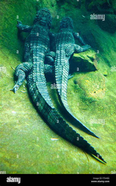 Amphibious Reptiles Hi Res Stock Photography And Images Alamy